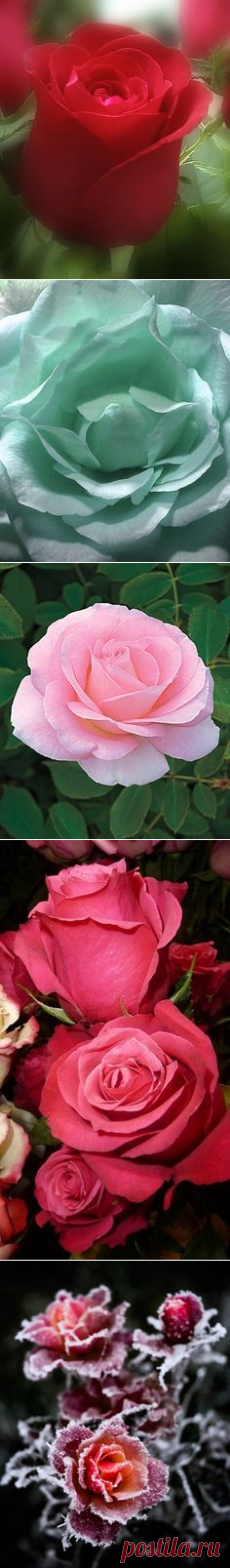 What's in a Rose... в Pinterest