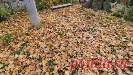 Опавшие листья лучше удобрений и навоза. Что с ними нужно сделать осенью | Цвет'ОК | Пульс Mail.ru