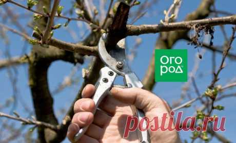 Обрезка деревьев: знай где, как и зачем резать! | В саду (Огород.ru)