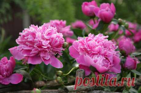 8 цветов, которые люблю за несравнимый аромат | Идеальный огород | Яндекс Дзен