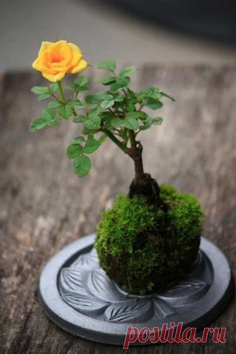 Rose Bonsai in Moss