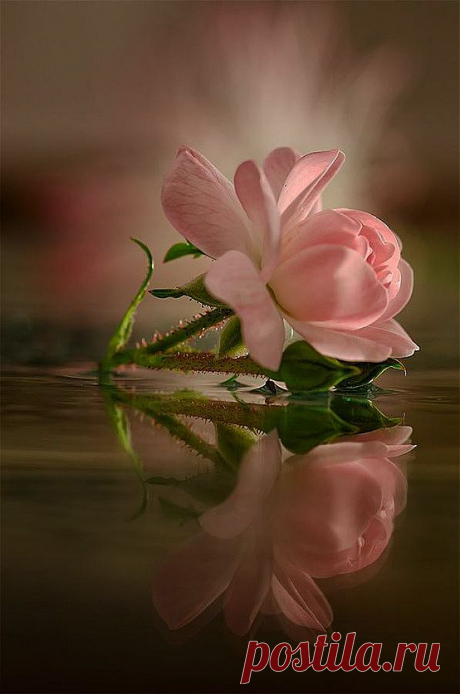 Фото Розовая роза и ее отражение в воде, фотограф Nya