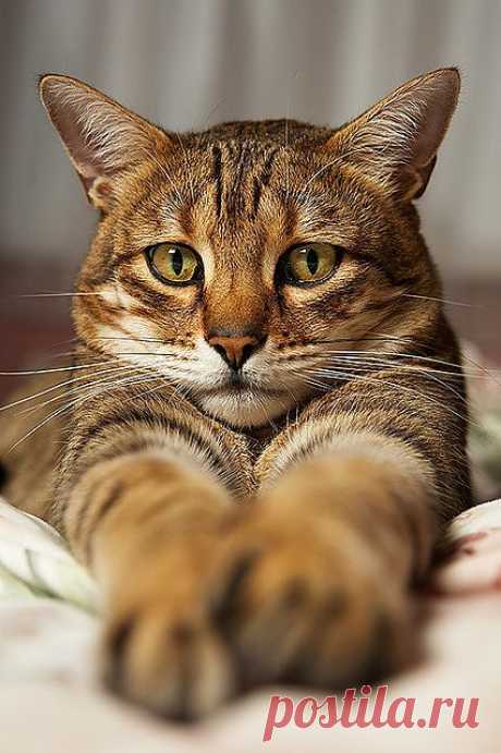 Tao the Bengal Cat by Mark Perry Images.