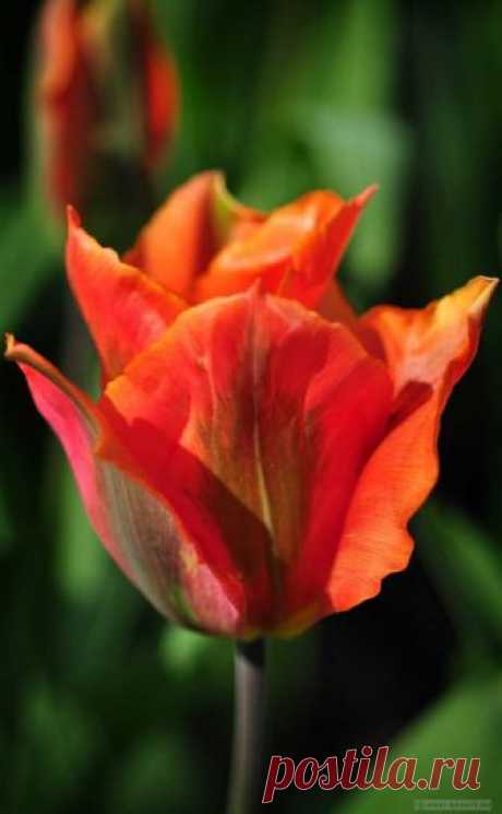 Самые красивые тюльпаны в мире: сорта и много ФОТО