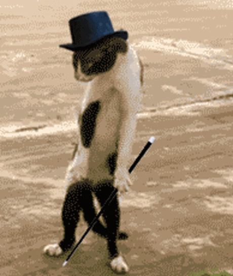 Кот в шляпе.