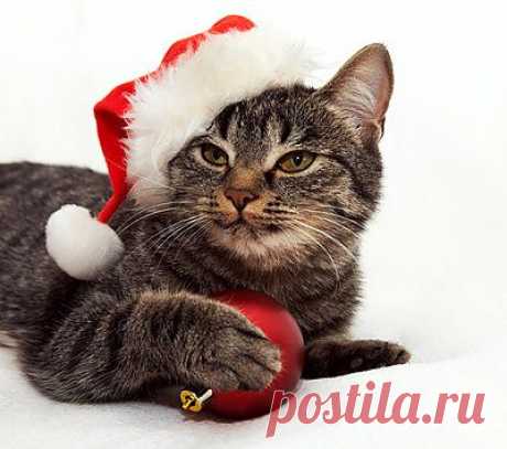 20 cat pictures for the holidays