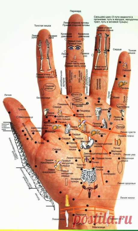 Точки на руке, отвечающие за органы: схема расположения, акупунктурный лечебный массаж