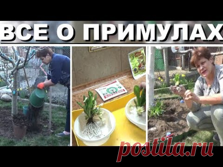 Примулы  - в одном видео подготовка земли, подготовка цветов,ошибки выращивания, посадка