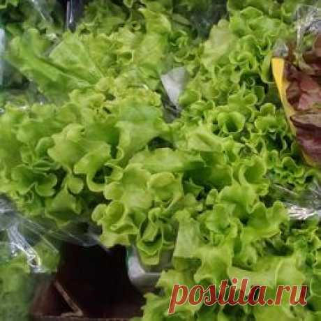Как заготовить листовой салат на зиму - заморозить и сохранить в домашних условиях Салат латук с собственного огорода гораздо вкуснее, чем в супермаркете! Сохраните его на зиму с помощью быстрой заморозки и готовьте вкусные овощи круглый год.