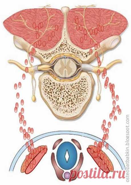 Интересная остеопатия: Мышцы и фасции позвоночной области – эмбриогенез, анатомия, топография.