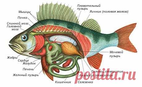 Рыбак, помни - если неправильно "усыпить" рыбу, она становится невкусной | Лодо4ник | Яндекс Дзен