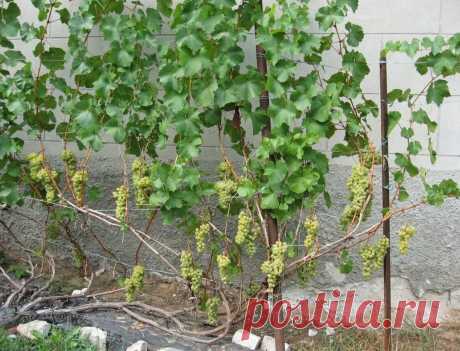 Как правильно производить обрезку винограда осенью, чтобы он хорошо перенес зиму и на следующий год дал максимальный урожай Правила обрезки виноградника