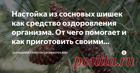 Настойка из сосновых шишек как средство оздоровления организма. От чего помогает и как приготовить своими руками? Порой мы бегаем по аптекам в поисках дорогостоящих таблеток не замечая, что природное лекарство находится почти буквально «перед носом», причем оно достается практически бесплатно.
Сегодня речь пойдет о сосновых шишках, которые можно с успехом применять для облегчения протекания некоторых болезней.