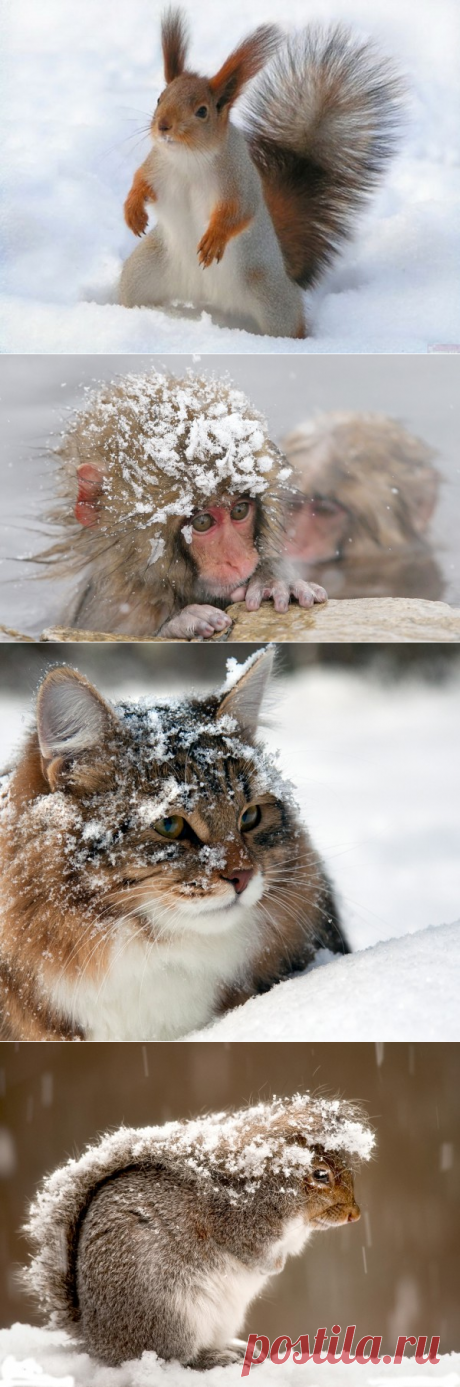 Фото животные. Зимний лес и его обитатели