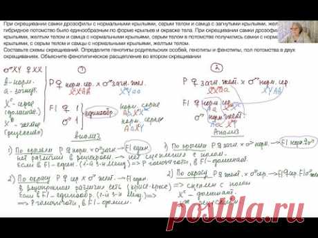 Коварные задачи по генетике в 28 задании ЕГЭ. Реципрокное скрещивание и явление "крисс-кросс" (1)