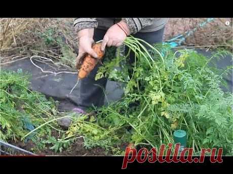 НИКОГО НЕ СЛУШАЙТЕ! СМЕЛО СЕЙТЕ ТАК МОРКОВЬ! ПРО ЛУЧШИЙ СОРТ СВЕКЛЫ. 15.10.19