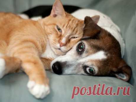 10 кошек, которые безумно влюблены в собак. 10 классных фото | Всё о кошках и собаках | Пульс Mail.ru