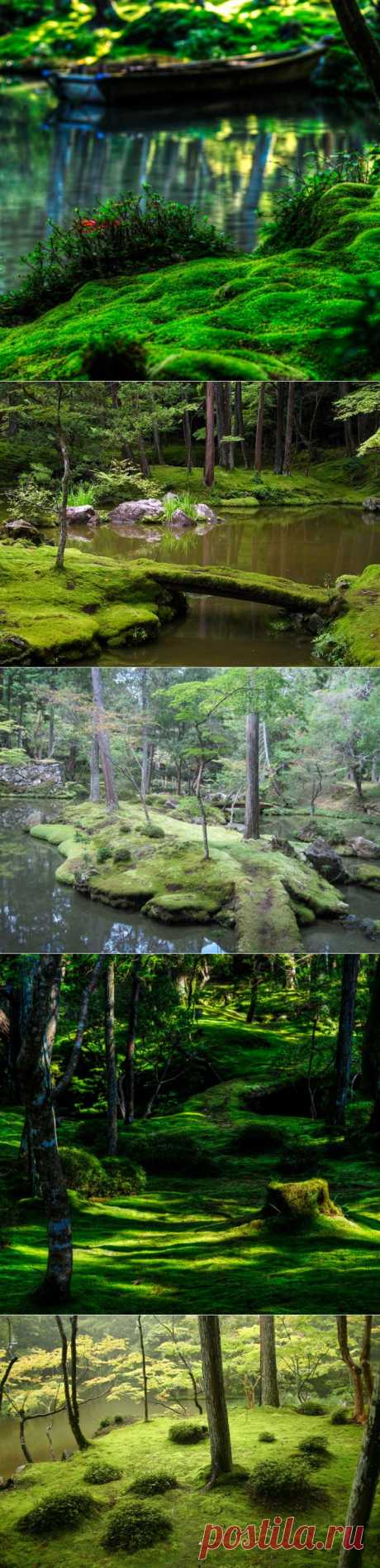(+1) тема - Сад мхов в Японии | ТУРИЗМ И ОТДЫХ
