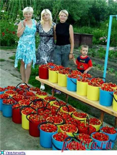 Обмен опытом: выращивание садовой земляники (клубники)..