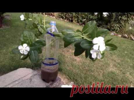 3 Unique Ideas Plastic Bottle Recycling Garden Ideas || planting in hanging bottles on wall