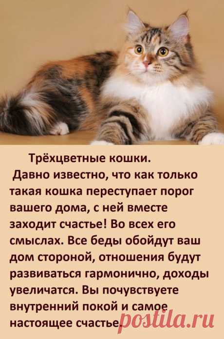 А ВЫ ЗНАЕТЕ, как цвет вашей кошки влияет на вашу судьбу? | Ovlako | Яндекс Дзен