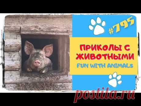 Приколы с Животными 😺 Смешные Животные 😁 Fun with Animals 😹