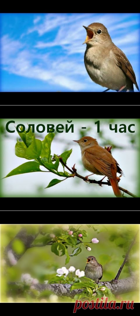 Незабываемое Пение соловья / Chill out Nightingale Singing - YouTube