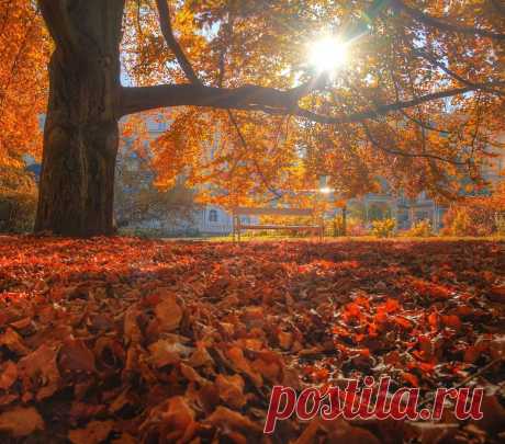 Золотая осень. © Эдуард Гордеев
