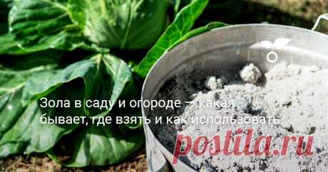 Зола в саду и огороде — какая бывает, где взять и как использовать? Издавна золу применяли где только можно. Сейчас дачники используют золу в саду-огороде не только для подкормки растений, но ещё и для самых разных бытовых нужд.