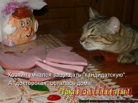 КотоВасия