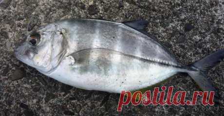 Caranx sexfasciatus (Лат.), Bigeye trevally (Англ.), 甘仔鱼 (Кит.)
Размеры 40 - 60 см 
Глубина 20 - 50 М 
Взрослые рыбы серебристого цвета с темно-синей или зеленоватой спиной. У верхнего края жаберной крышки есть черная точка. Грудь покрыта чешуей. Грудные плавники серповидные. Узнать эту рыбу можно по белой вершине второго спинного плавника, которая хорошо заметна даже издали. Хвостовой плавник желтоватый с черным краем. Крупные хвостовые щитки боковой линии темные.