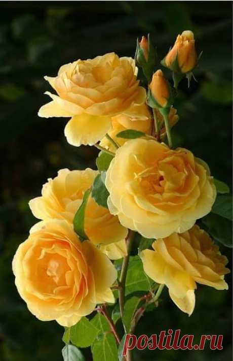 Очаровательные желтые розы