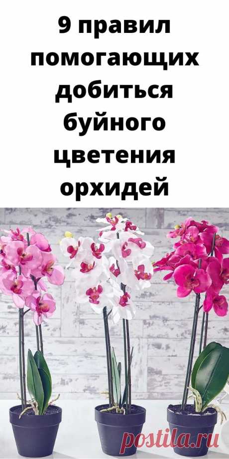9 правил помогающих добиться буйного цветения орхидей - Советы для женщин