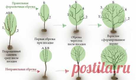 Омолаживающая обрезка яблонь осенью | сад