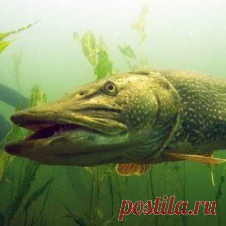Купить живую рыбу оптом от производителя ОАО Рыбхоз Никитовский