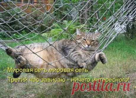 Прикольная подборка фото кошек с надписями | mixfacts.ru | Яндекс Дзен