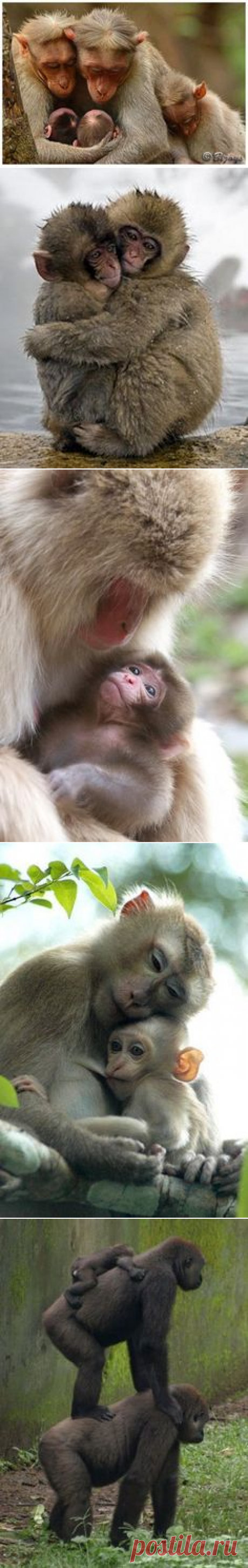 monkey family, so tender | Great &amp; Small | Обезьяны, Семьи и Животные