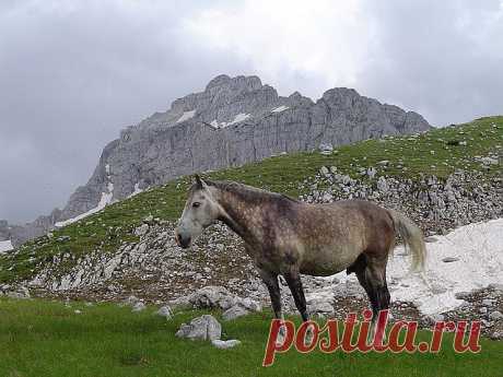 Фејсбук
Beautiful scenery of Gornja Alisnica Valley with horse and Bezimeni Vrh (No Name Peak, 2487 m). View from place 20 minutes till reaching them summit of Planinica (2330 m). July 2005.