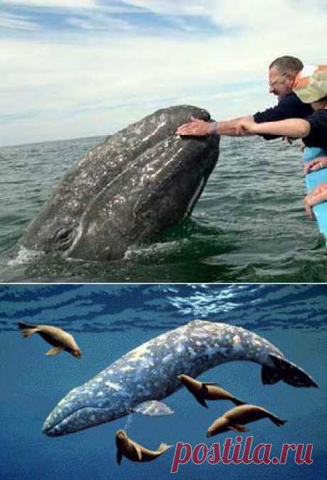 Серый кит - большой и подвижный! - сайт Природа