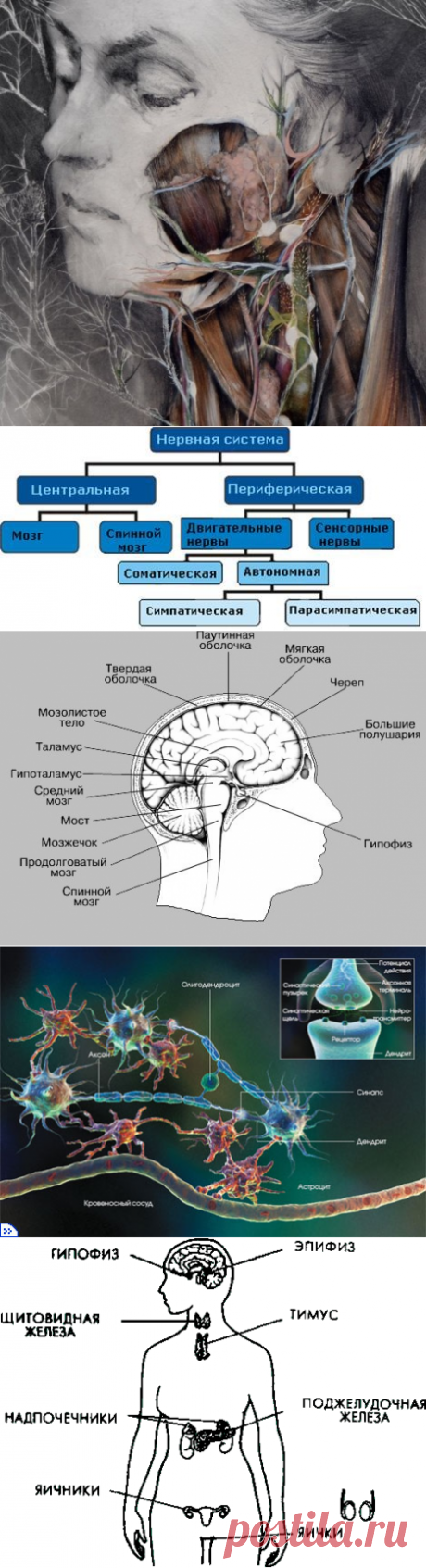 КАК ВАШЕ ТЕЛО ФОРМИРУЕТ СУДЬБУ?