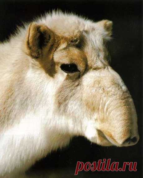 «Сайгаки — это дикие млекопитающие, относящиеся к семейству парнокопытных » — карточка пользователя annatomskaja в Яндекс.Коллекциях
