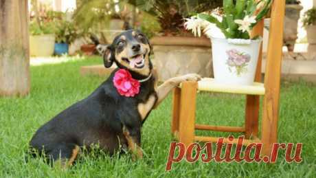 Позитивная фотосессия беременной собаки