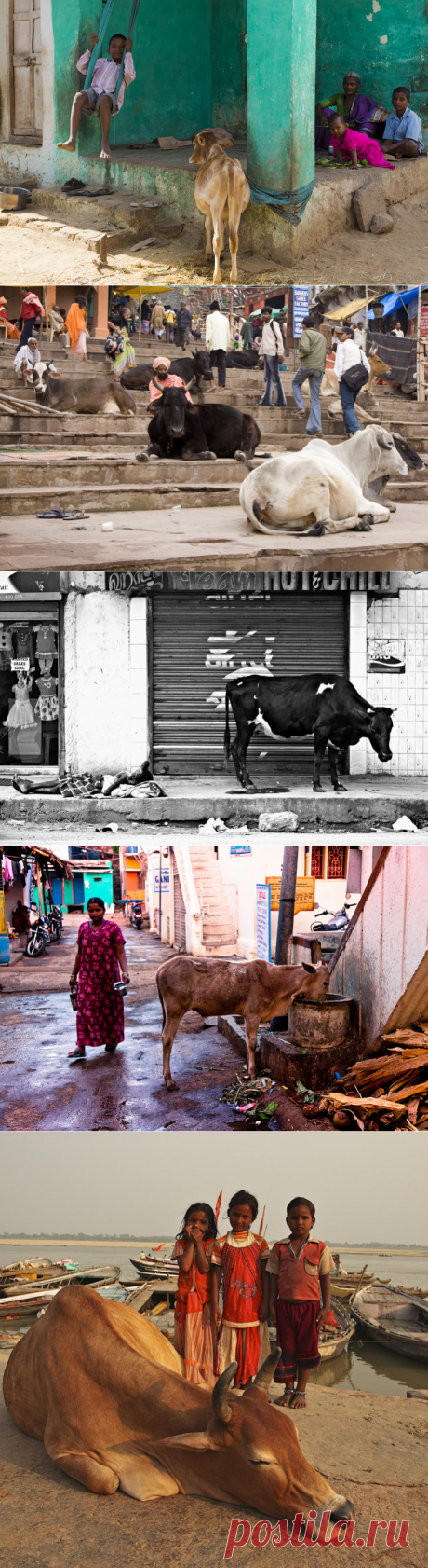 Как на самом деле относятся к коровам в Индии