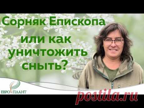 Сюжет не для впечатлительных. Сорняк Епископа, что это и как с этим бороться?