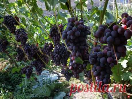 Простое удобрение из соды для винограда в саду | Твоя Дача | Яндекс Дзен