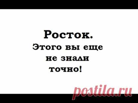 Росток. Что такое росток. Для чего нужен росток.