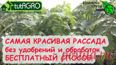 РАССАДА ПЕРЕСТАНЕТ ВЫТЯГИВАТЬСЯ и СТАНЕТ КОРЕНАСТОЙ... БЕЗ УДОБРЕНИЙ, ОБРАБОТОК и ПРЕПАРАТОВ! | Иван Русских | Дзен