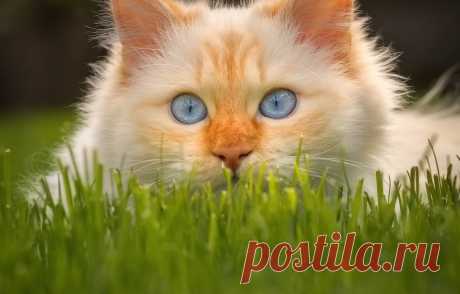 Обои кошка, трава, взгляд, мордочка, голубые глаза, котейка картинки на рабочий стол, раздел кошки - скачать
