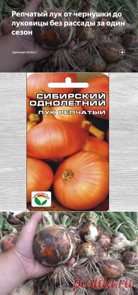 Репчатый лук от чернушки до луковицы без рассады за один сезон | уДачный проект | Яндекс Дзен