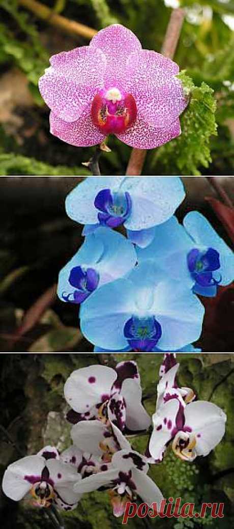 Фаленопсис - Phalaenopsis, уход, полив, размножение, проблемы, особенности, почва, личный опыт ухода за растением Фаленопсис - Phalaenopsis | happyflora.ru